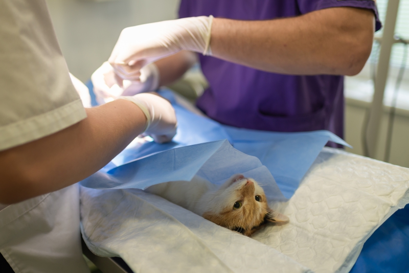 veterinaire-ST ETIENNE DE TINEE-min_health-4385852